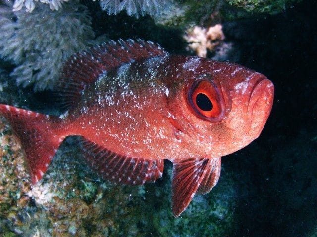 Squirrelfish on the reef
