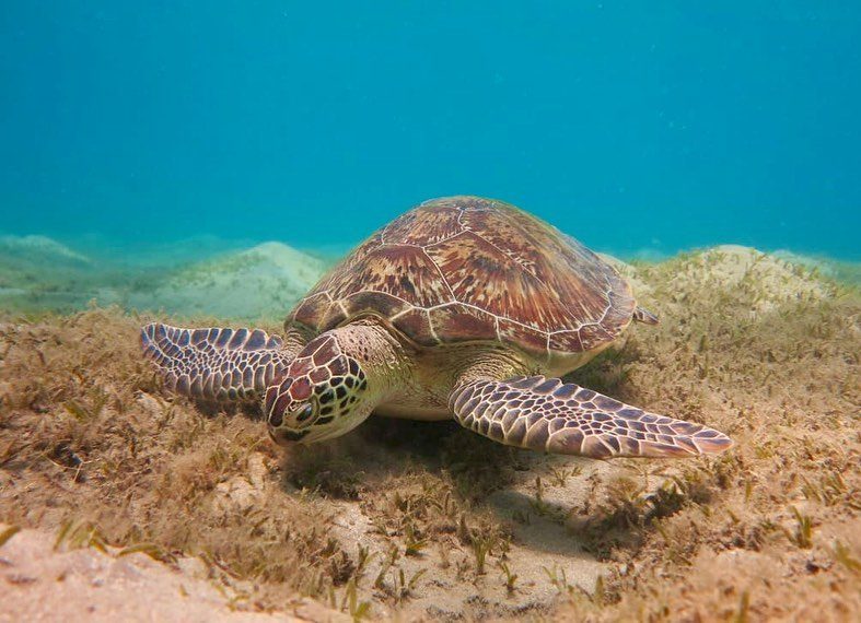 Green sea turtle