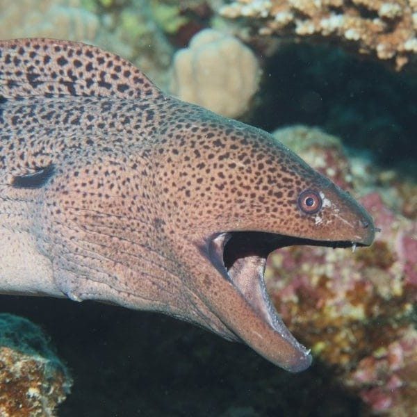 Giant moray eel