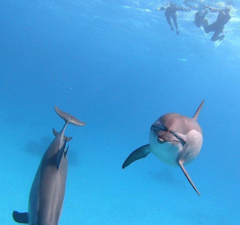 Spinner dolphins, Sataya