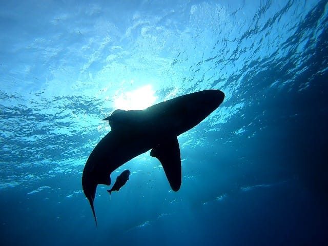Grey reef shark at Elphinstone